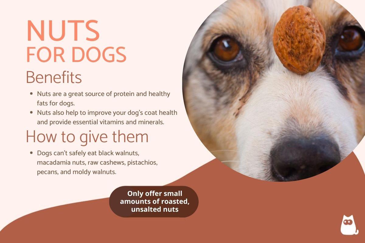 Can Dogs Eat Nuts Safely?