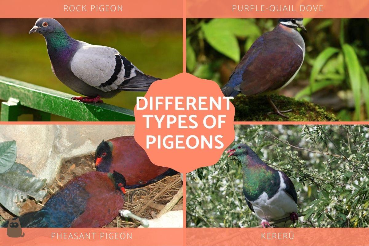 Different Types of Pigeons