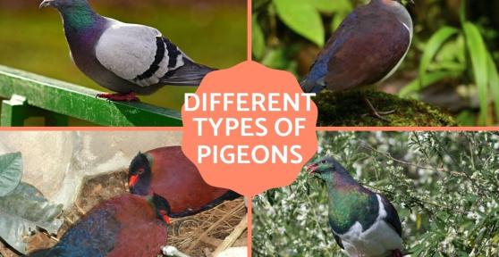 Different Types of Pigeons