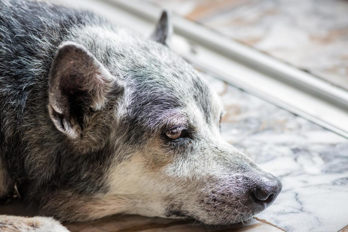 My Old Dog Isn't Eating Anymore