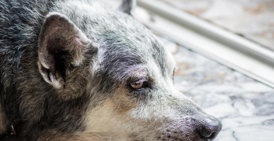 My Old Dog Isn't Eating Anymore