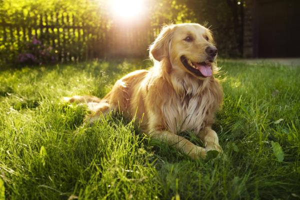 Tamil Names for Dogs - With Meanings - Male Tamil dog names