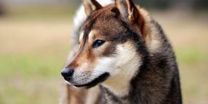 Tamil Names for Dogs - With Meanings