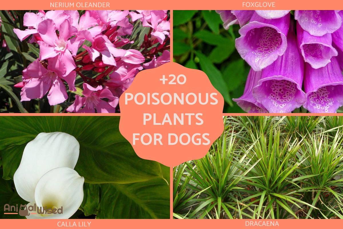 What Plants Are Poisonous to Dogs - Complete Guide With Pictures