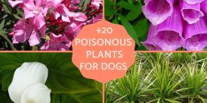 What Plants Are Poisonous to Dogs - Complete Guide With Pictures