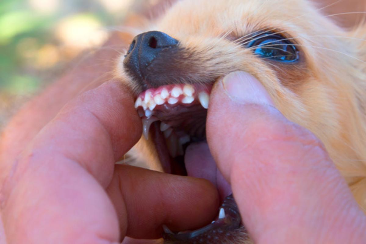Double Canine Teeth in Dogs