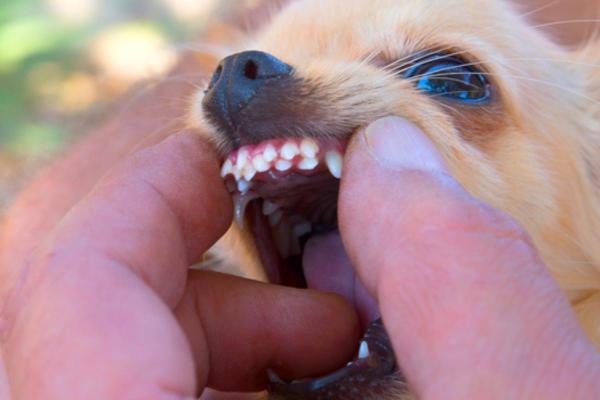 Double Canine Teeth in Dogs