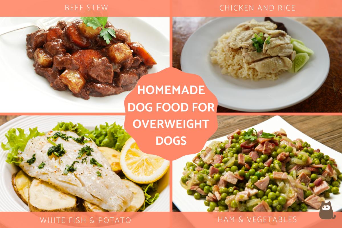 Homemade Dog Food for Weight Loss