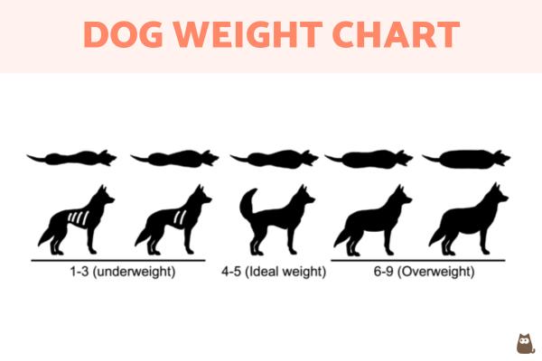 Homemade Dog Food for Weight Loss - Is your dog overweight?