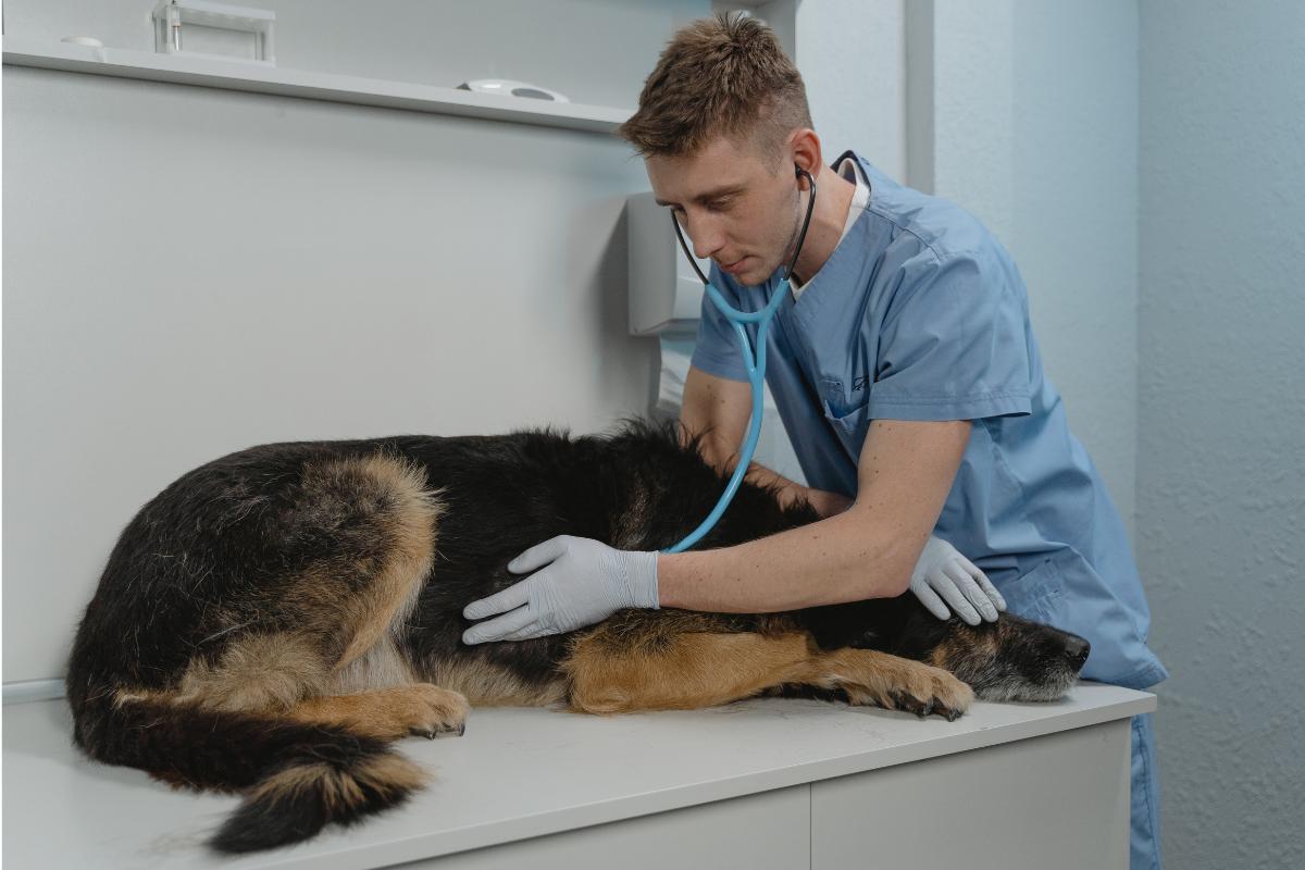 Intestinal Tumor in Dogs
