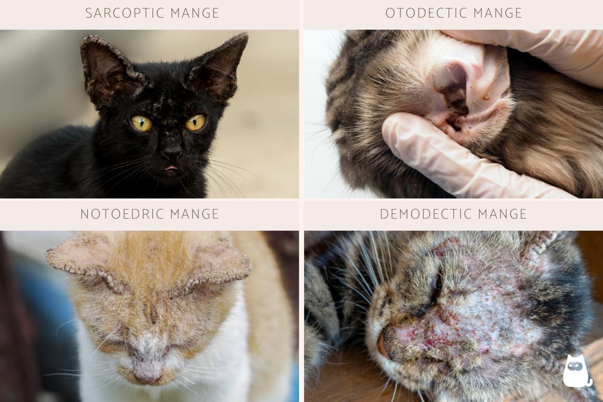 Scabs on My Cat's Ears - Causes and Treatment