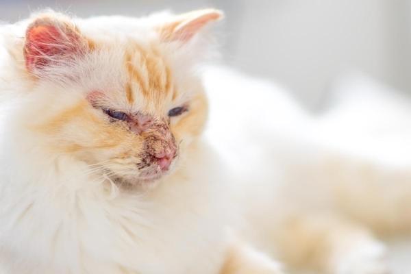 Scabs on My Cat's Ears - Causes and Treatment