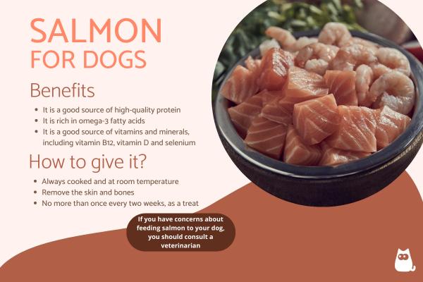 Can Dogs Eat Salmon?