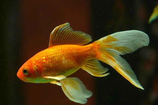 How Long Do Goldfish Live? - Factors that affect goldfish lifespan