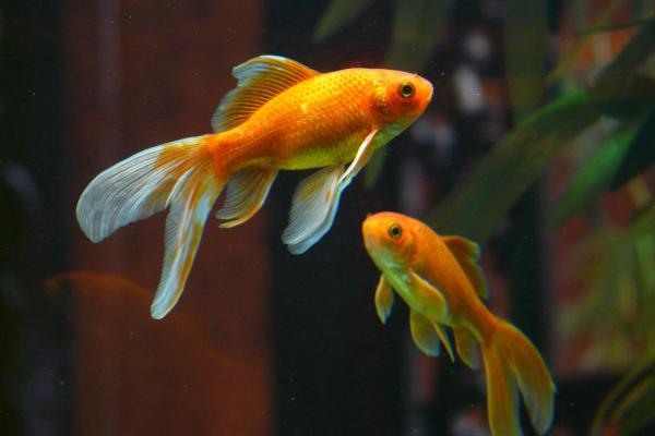 How Long Do Goldfish Live?