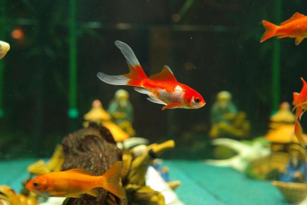 How Long Do Goldfish Live? - How long does a goldfish live in a fish tank?