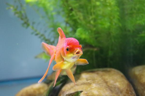 How Long Do Goldfish Live? - How many days can a goldfish go without eating?