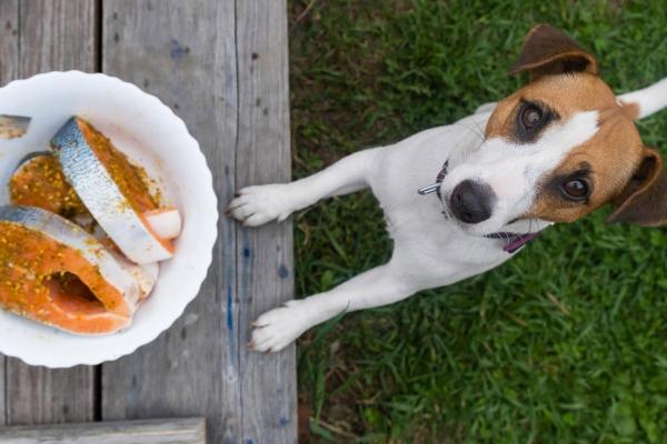 Can Dogs Eat Salmon? - How to give salmon to dogs?