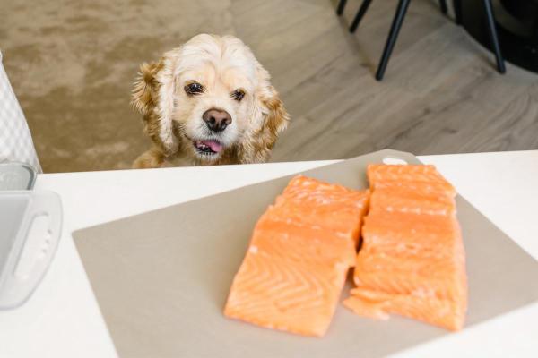 Can Dogs Eat Salmon? - Is salmon good for dogs?