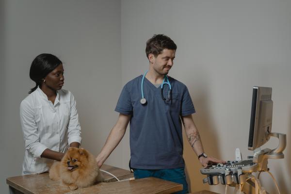 Top 5 AI Platforms for Vet Diagnostic Imaging - DeepTek Vet
