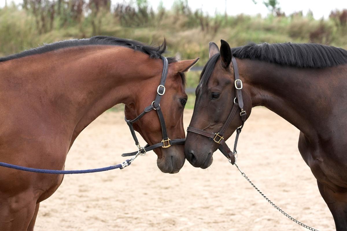 How many times does a mare need to mate to become pregnant?