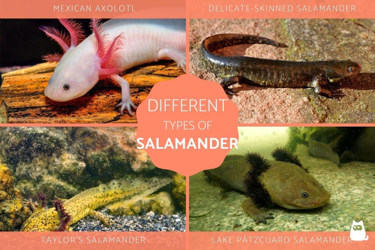 Types Of Salamanders Types Of Salamanders