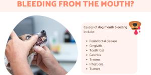 My Dog Is Bleeding From the Mouth