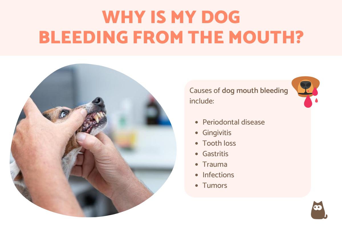 My Dog Is Bleeding From the Mouth - Causes and Treatment