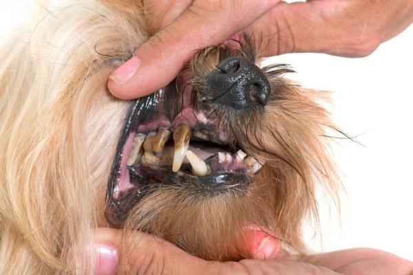 My Dog Is Bleeding From the Mouth - Causes and Treatment