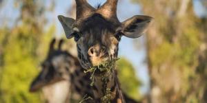 What do giraffes eat?