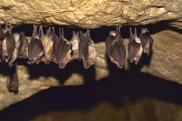 How Do Bats Fly if They Are Blind? - Bats eyes vs human eyes