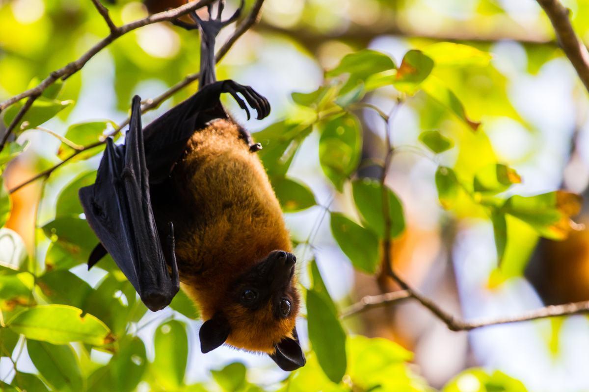 How Do Bats Fly if They Are Blind?