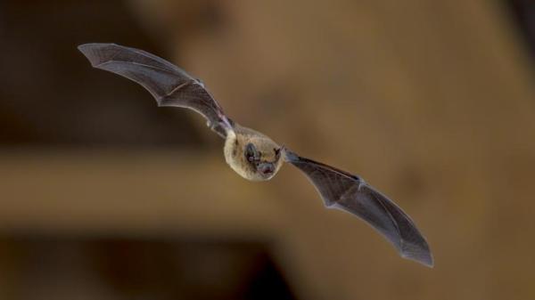 How Do Bats Fly if They Are Blind? - Other interesting facts about bats