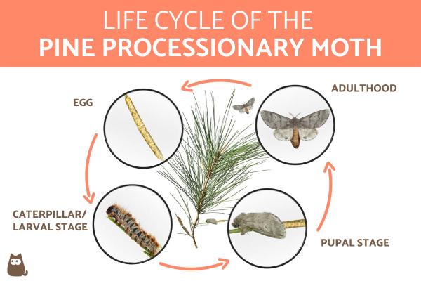 Life Cycle of the Pine Processionary Caterpillars