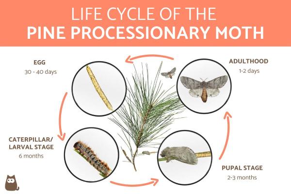 Life Cycle of the Pine Processionary Caterpillars - Phases of the pine processionary 