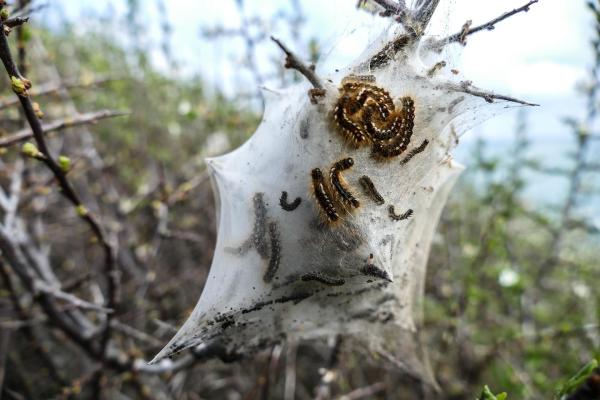 Life Cycle of the Pine Processionary Caterpillars - Pine processionary caterpillar season