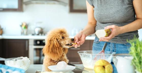 Can Dogs Eat Pears?