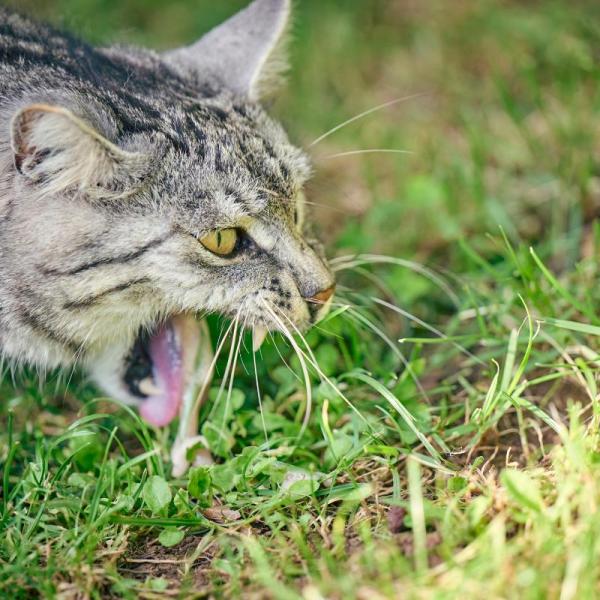 Cat pukes clear liquid deals