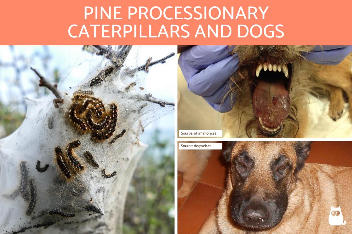 Pine Processionary Caterpillars and Dogs