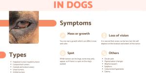 Dog Eye Tumor Symptoms and Treatment