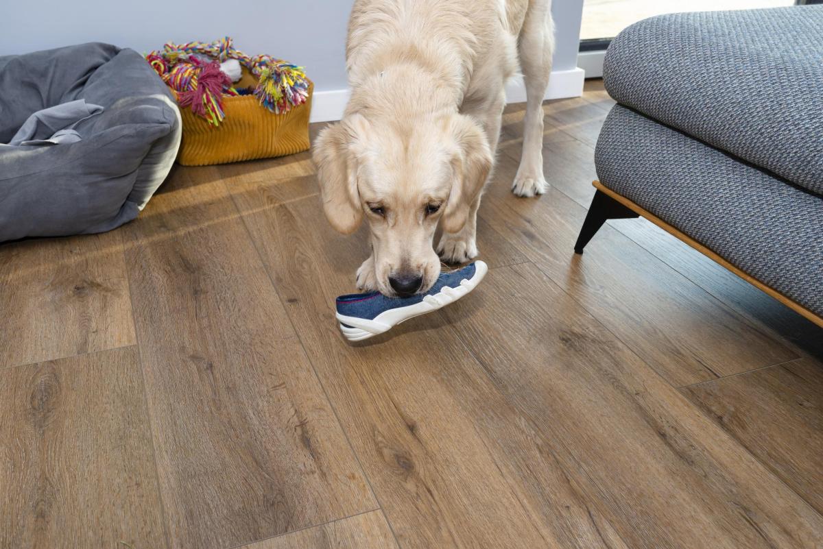My Dog Chews Everything in Sight