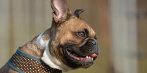 My Dog's Breathing is Fast and Shallow