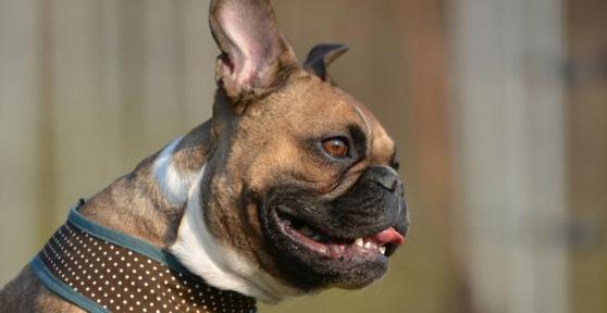 My Dog's Breathing is Fast and Shallow