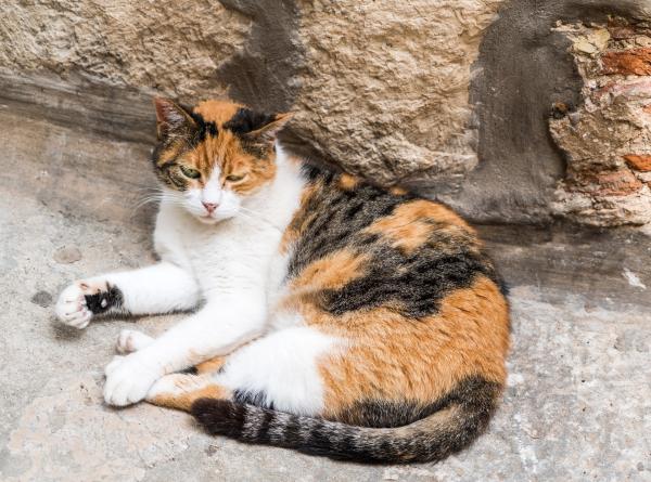 Are There Male Calico Cats?