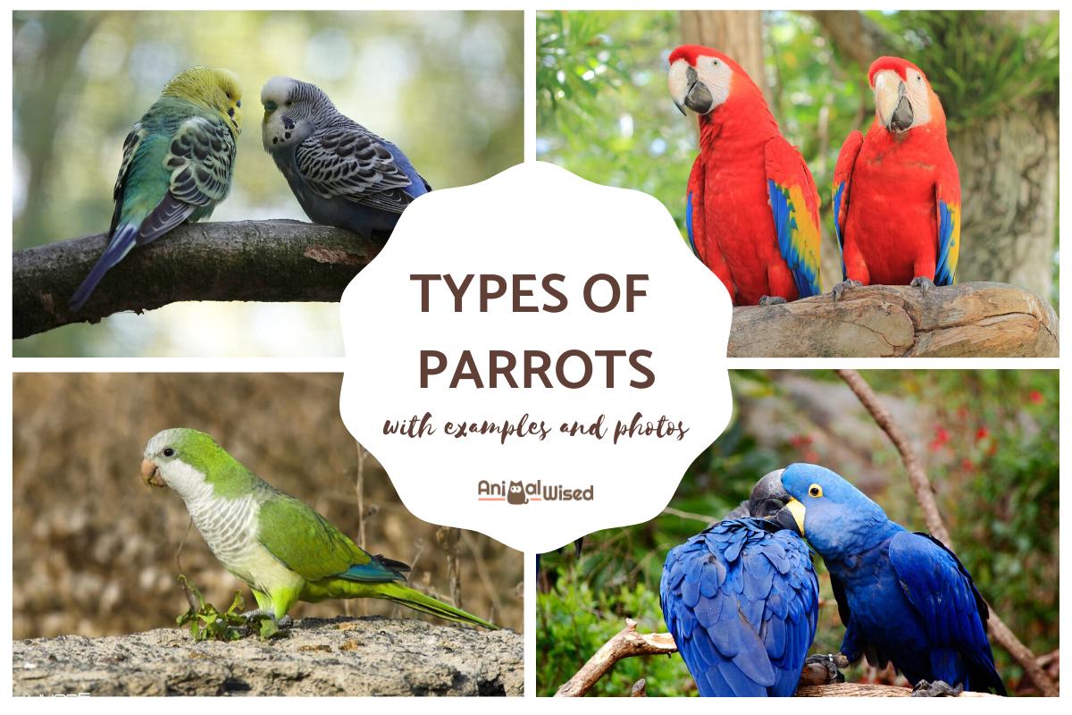 Different Types of Domestic and Wild Parrots