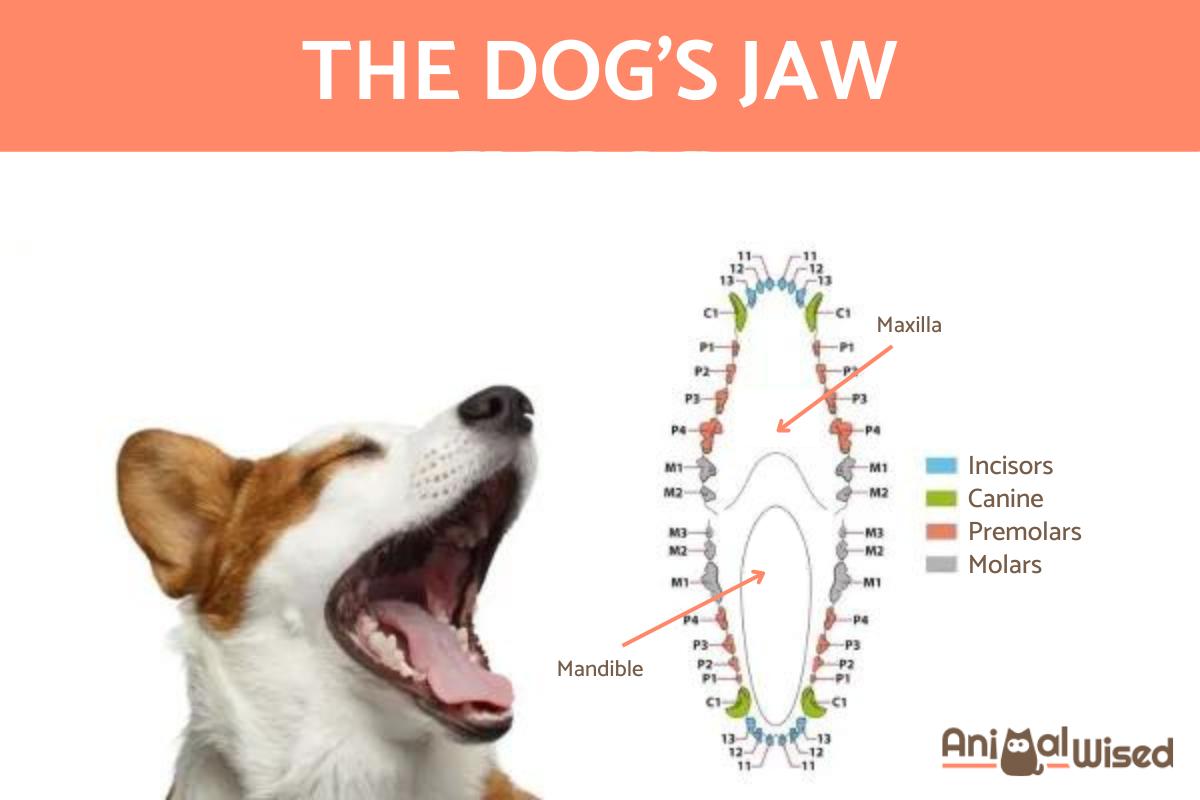 How Many Teeth Do Dogs Have Types Characteristics And Parts how-many-teeth-do-dogs-have-types-characteristics-and-parts