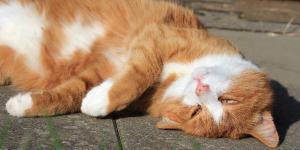 Signs of Severe Dehydration in Cats