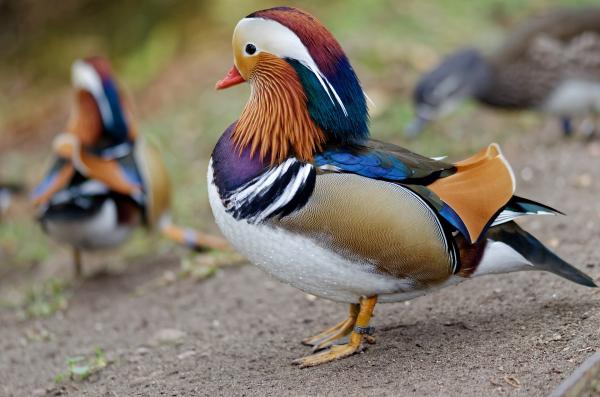 The Most Exotic Animals in the World - Mandarin duck (Aix galericulata)