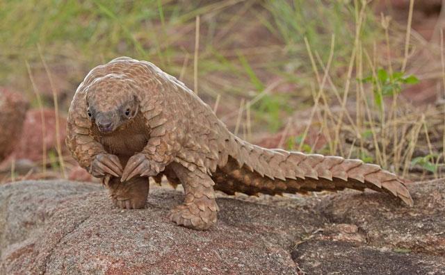 The Most Exotic Animals In The World Exotic Animals List With Pictures