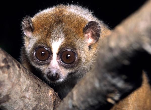 The Most Exotic Animals in the World - Slow loris (Nycticebus spp.)
